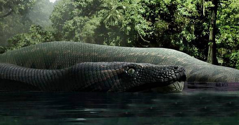 Ular Raksasa Panjang 15 Meter Hidup di Hutan Hujan Tropis
