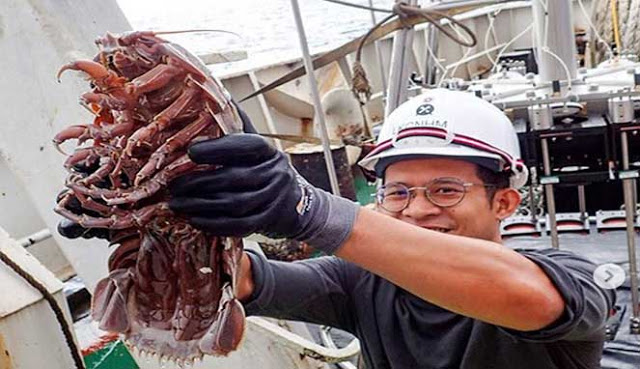 Peneliti Temukan Kutu Laut Raksasa di Perairan Indonesia
