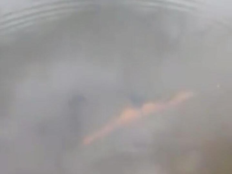 Viral! Video Pawang Dimangsa Buaya di Sungai di Kutai Kaltim