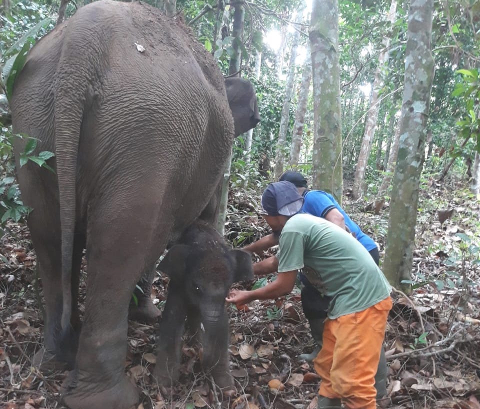 Gajah Lisa di TNTN Pelalawan Lahirkan Bayi Jantan