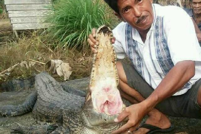 Seekor Buaya Naik ke Pemukiman Hebohkan Warga Penyagun, Meranti