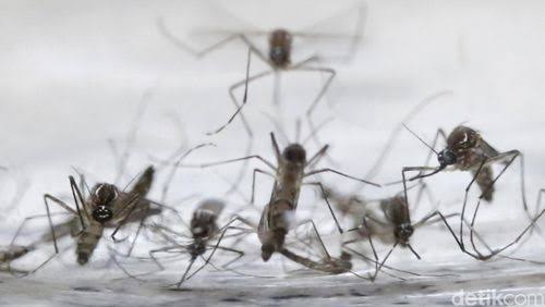 Waspada, Area Ini Jadi Sarang Nyamuk di Rumah