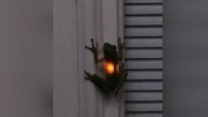 Misteri Katak dengan Perut yang Mengeluarkan Cahaya