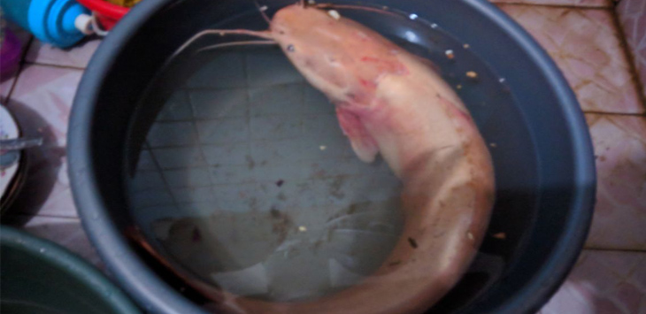 Heboh! Ikan Lele Warna Pink Muncul di Rumah Warga Saat Banjir Bandang, dari Mana?