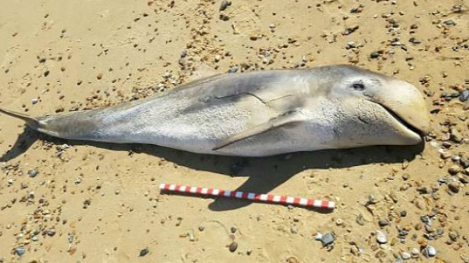 Isi Perut Lumba-lumba yang Mati di Pantai Bikin Pilu