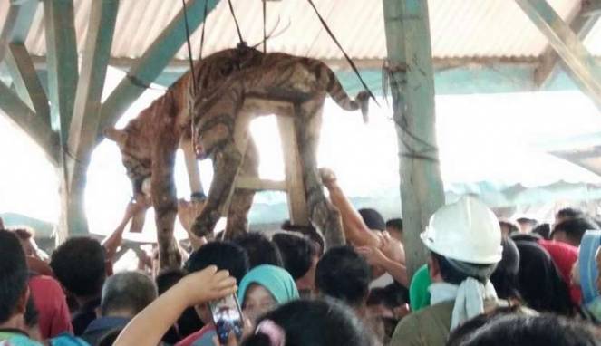 Petugas Disekap saat Penanganan Harimau di Mandailing Natal