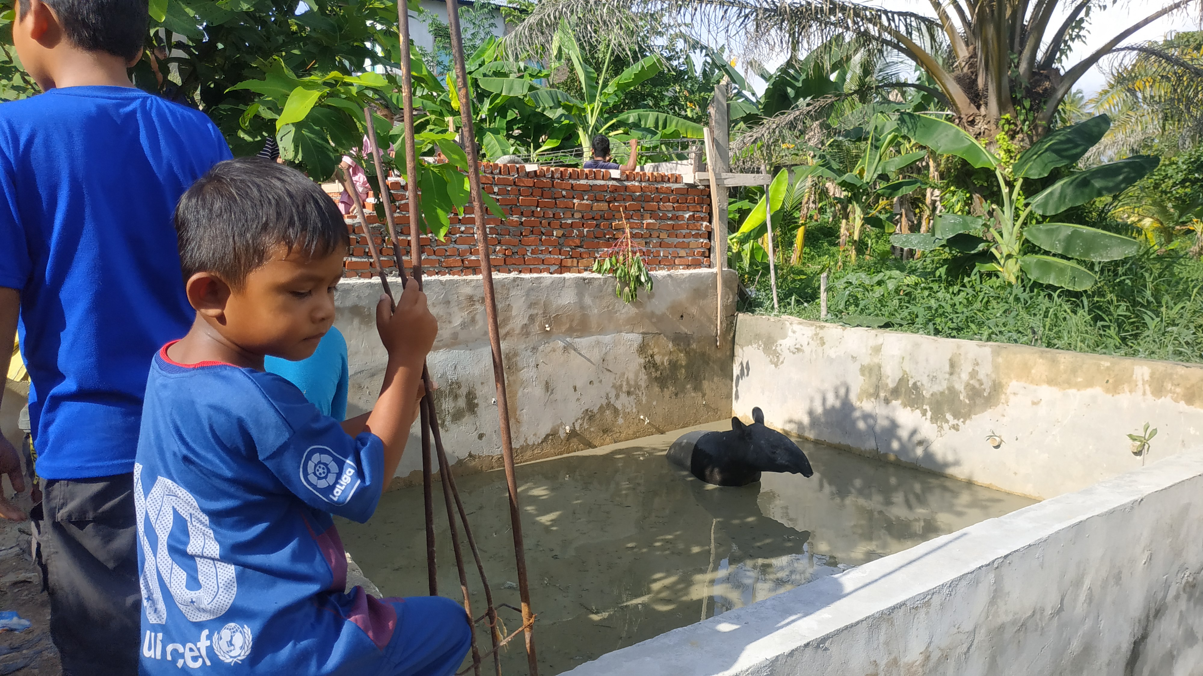'Byuurr' Tapir Masuk Kolam Warga di Kecamatan Bina Widya Pekanbaru