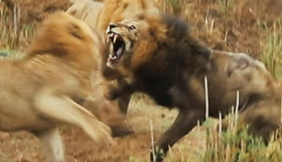 Akhir Tragis Saat Dua Singa Jantan Muda Keroyok Penguasa Wilayah