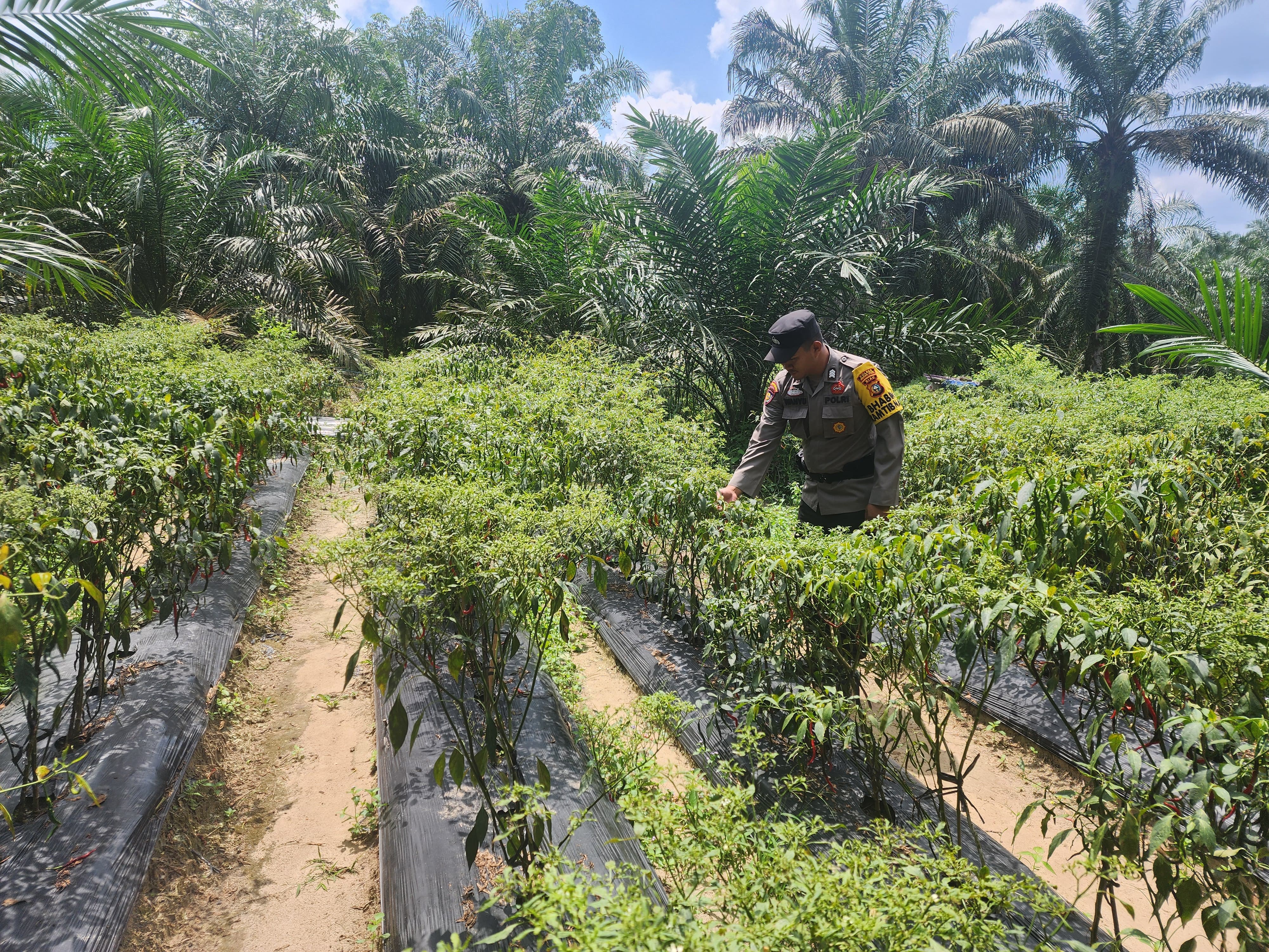 Polsek Bangko Pusako Dukung Ketahanan Pangan di Kepenghuluan Pematang Damar