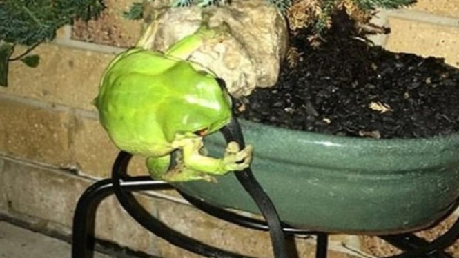 Bukan Jadi Mangsa, Katak Hijau Ini Justru Memakan Ular