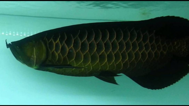 Sepuluh Jenis Ikan Arwana dengan Harga Jual Tinggi