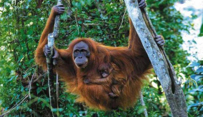 Riset Temukan Populasi Orangutan Kalimantan Menurun