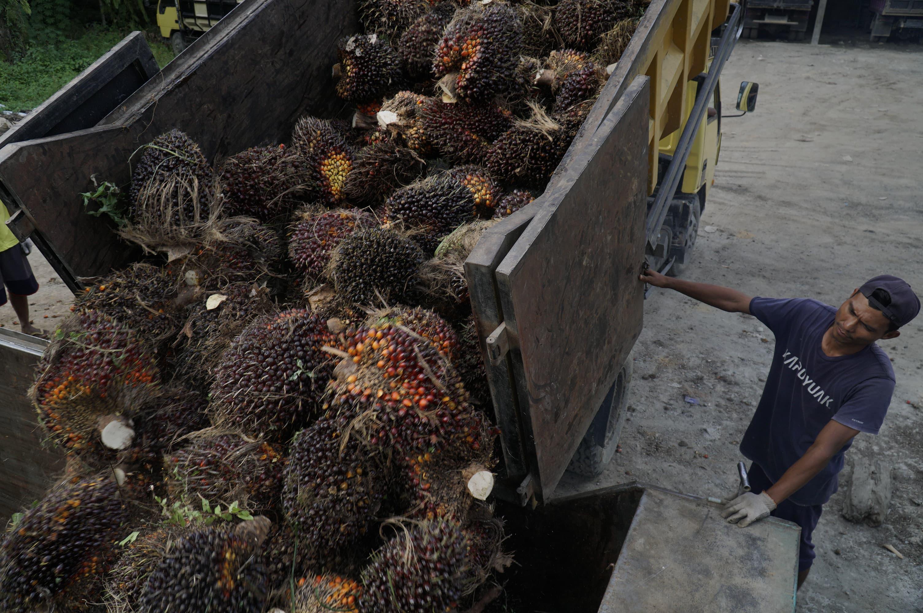 Produksi Stagnan, Ekspor CPO Diproyeksikan Tertekan Sepanjang 2026 akibat Mandatori B50