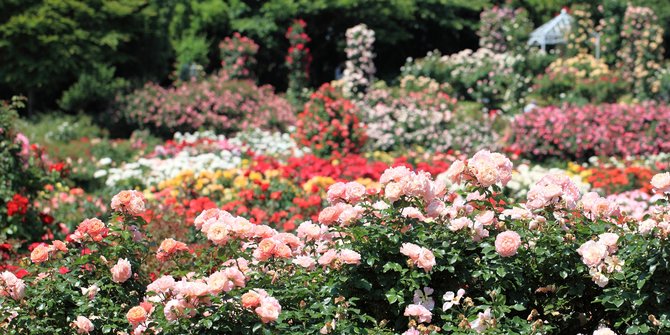 Delapan Taman Mawar Terindah di Dunia, Mulai dari Jepang sampai Monako