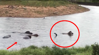 Zebra Dimangsa Buaya Lalu Datang Sekelompok Kuda Nil, Ini yang Terjadi