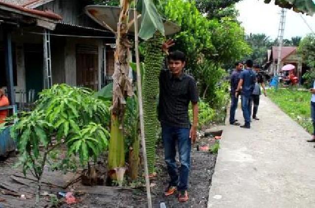 Pisang Seribu, Pisang Aneh di Desa Teluk Sungka