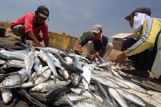 Ternyata, Penolakan Ekspor Ikan Indonesia Peringkat 21 Dunia