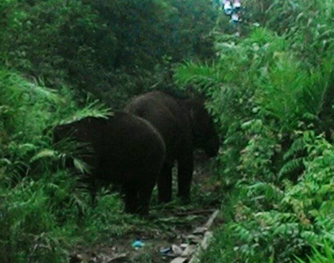 Indah dan Bangkin Bantu Pemindahan Dua Gajah Petualang ke Habitatnya