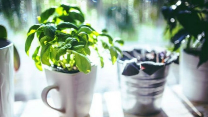 Pelihara Tanaman Ini, Anda Bisa Beruntung, Sehat dan Kaya