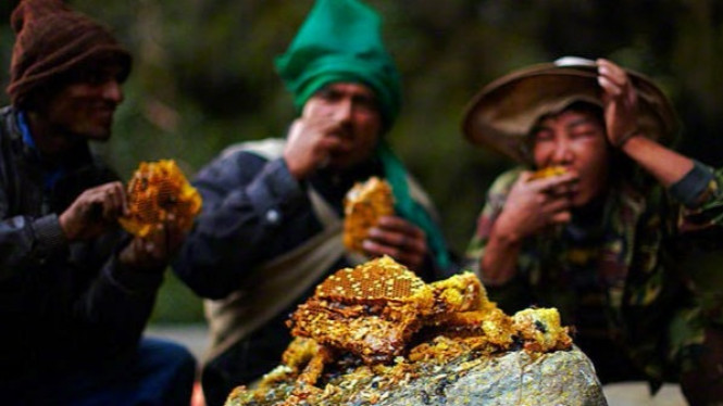 Berburu Sarang Lebah Alami Paling Besar di Dunia