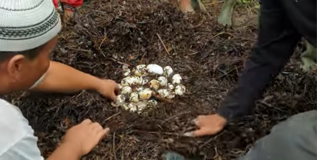 Puluhan Telur Buaya Ditemukan Warga di Kebun Kelapa