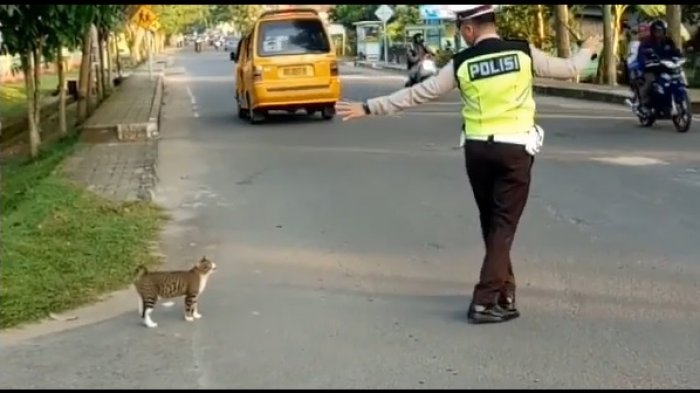 Bantu Menyeberangkan Seekor Kucing, Video Anggota Polisi Sumsel Ini Viral