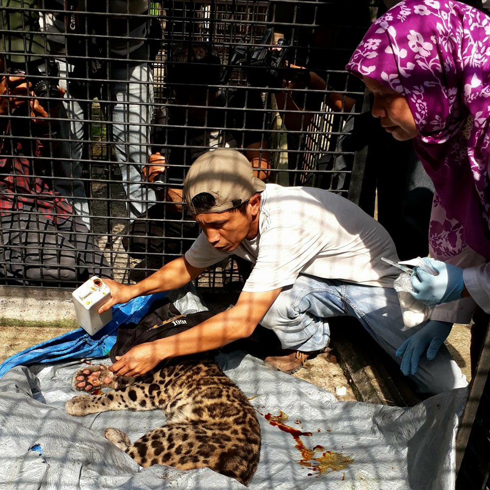 Salut ! Tangkap Macan Dahan, Warga Rohul Serahkan Langsung ke BBKSDA Riau