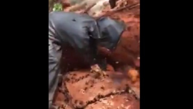 Ngeri, Video Proses Perburuan Sarang Tawon Raksasa