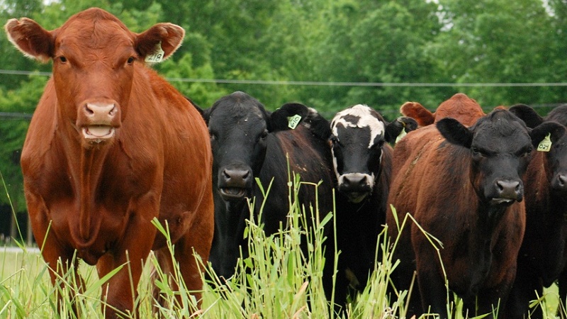 Distanak Bengkalis Lakukan Pengawasan Terhadap 2.500 Ekor Hewan Qurban
