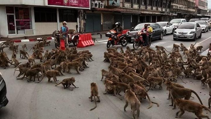 Jalanan di Thailand Macet karena Tawuran Dua Kelompok Monyet