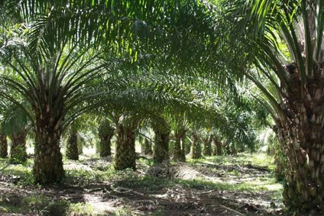 Disebut Kelola Kebun di Kawasan Hutan, PT SS Sudah Penuhi Legalitas 