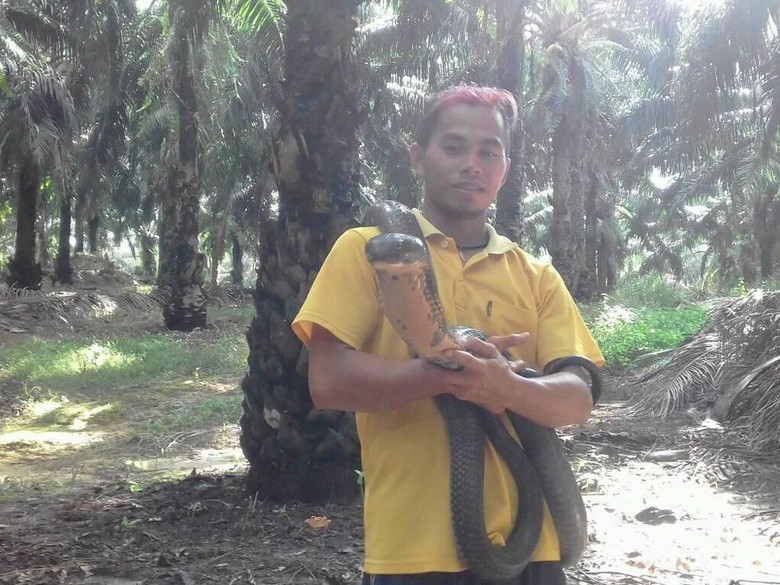 Ini Sosok Pria yang Berani Taklukkan King Cobra Raksasa