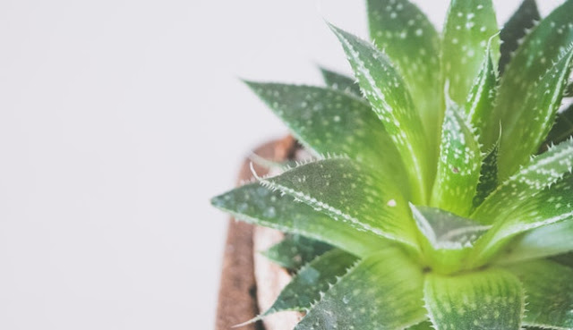 Jangan Sepelekan, Ini Dia Manfaat Lidah Buaya dalam Islam