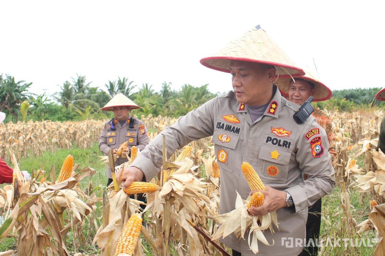 Panen Raya Jagung Capai 8 Ton per Hektar, Polres Rohil Penggerak Ketahanan Pangan di Riau