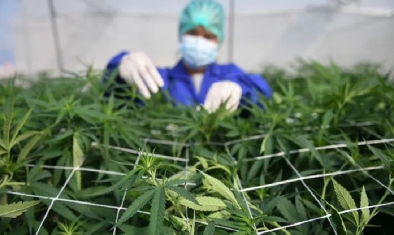 Ada 7 Negara yang Melegalkan Ganja untuk Keperluan Medis, Mana Saja?