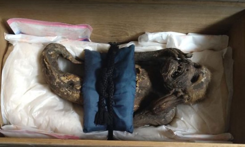 Peneliti Berhasil Pecahkan Misteri Mumi Putri Duyung