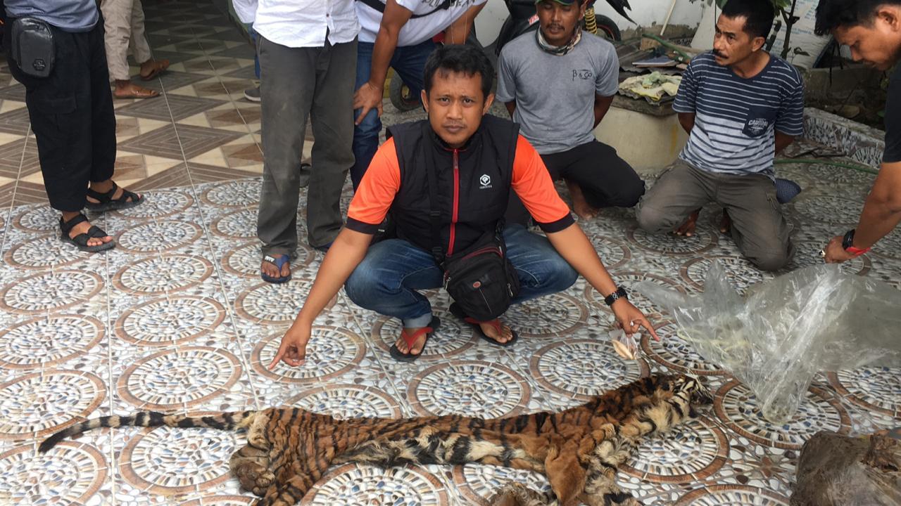 Polda Riau Tangkap Tiga Penjual Organ Harimau