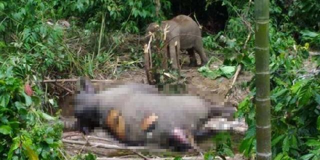 Tak mau makan, bayi Gajah Sumatera mati saat dirawat tim dokter
