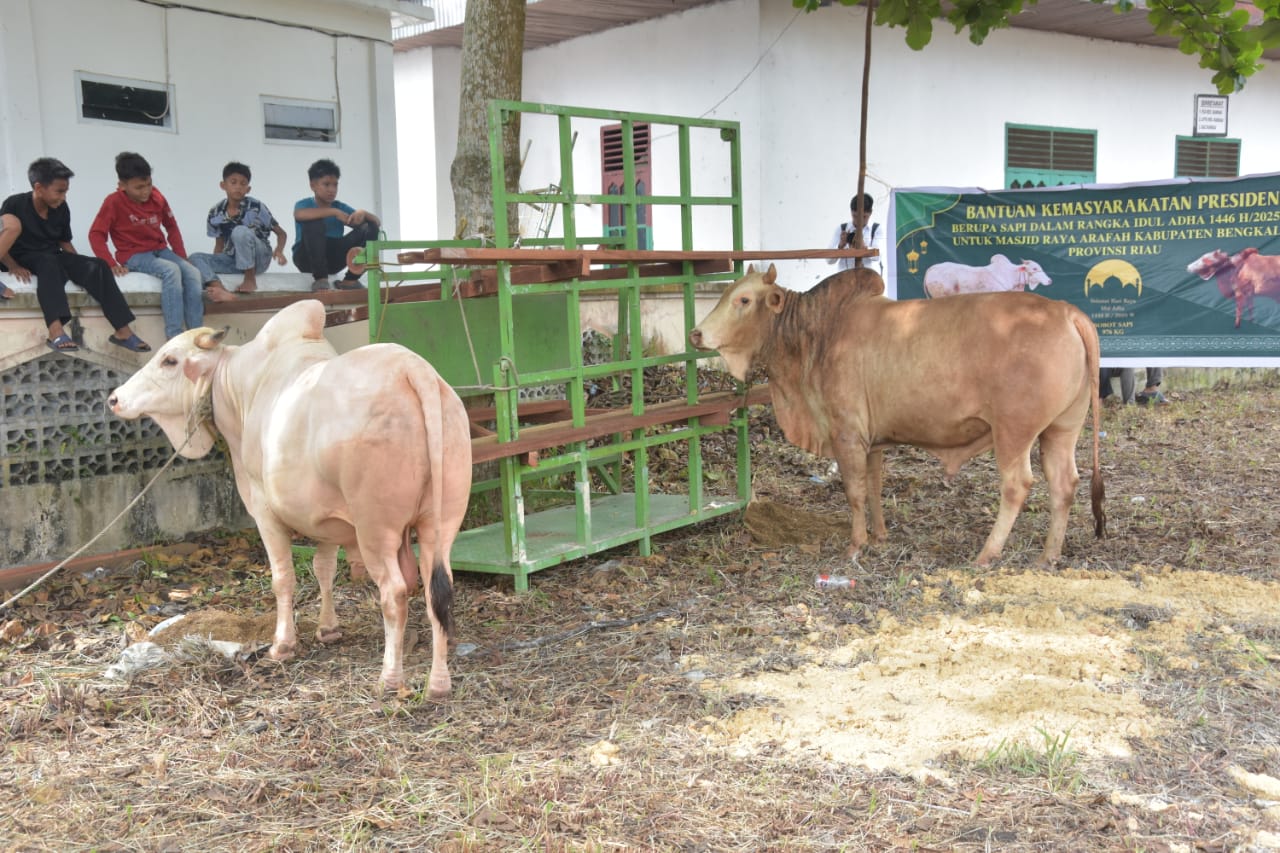 Bupati Bengkalis Serahkan Bantuan Sapi Kurban Presiden di Masjid Besar Arafah Duri