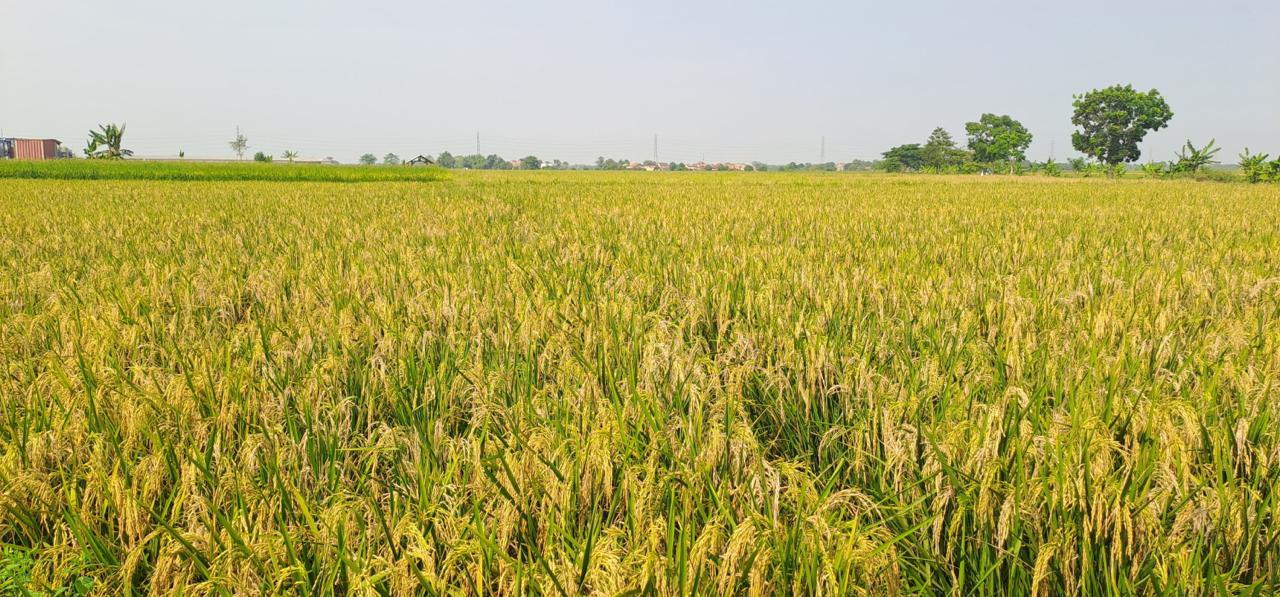 NTP Riau Juni 2025 Turun 0,79 Persen, Masih Tunjukkan Daya Beli Petani yang Kuat