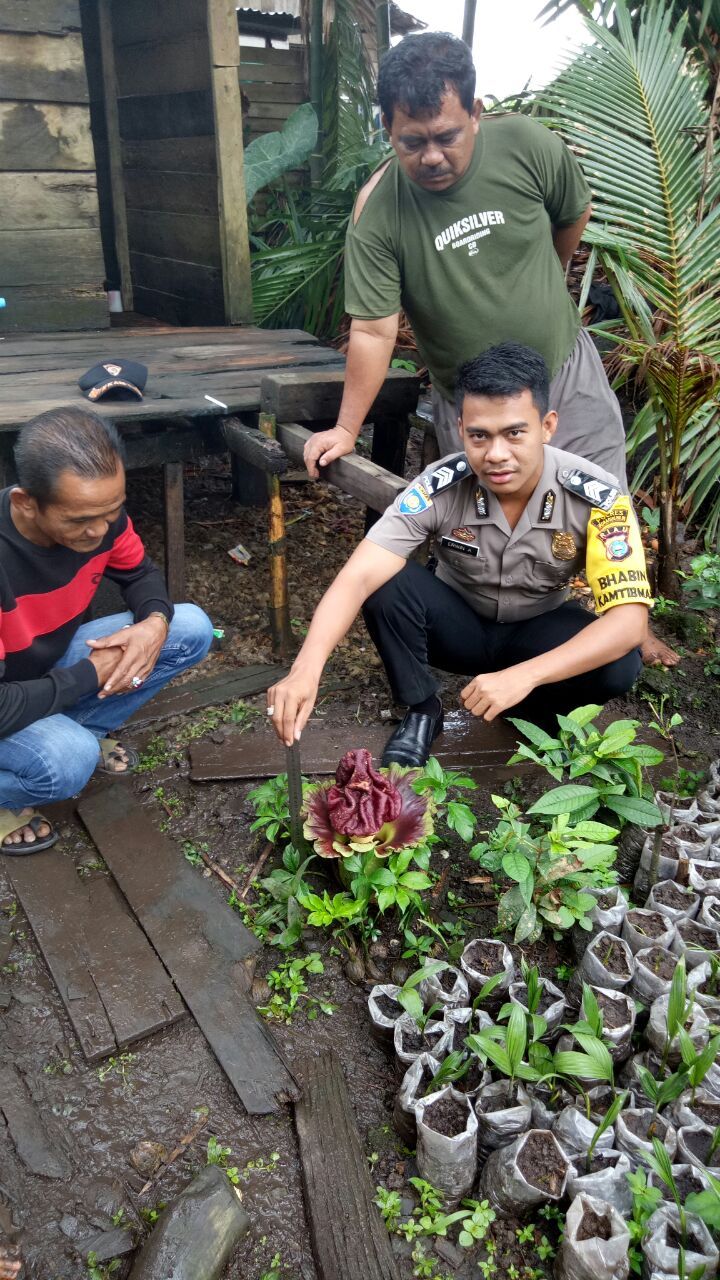 Bau Busuk Menyengat, Ternyata Ada Bunga Bangkai Di Sekitar Rumah Raja Satar