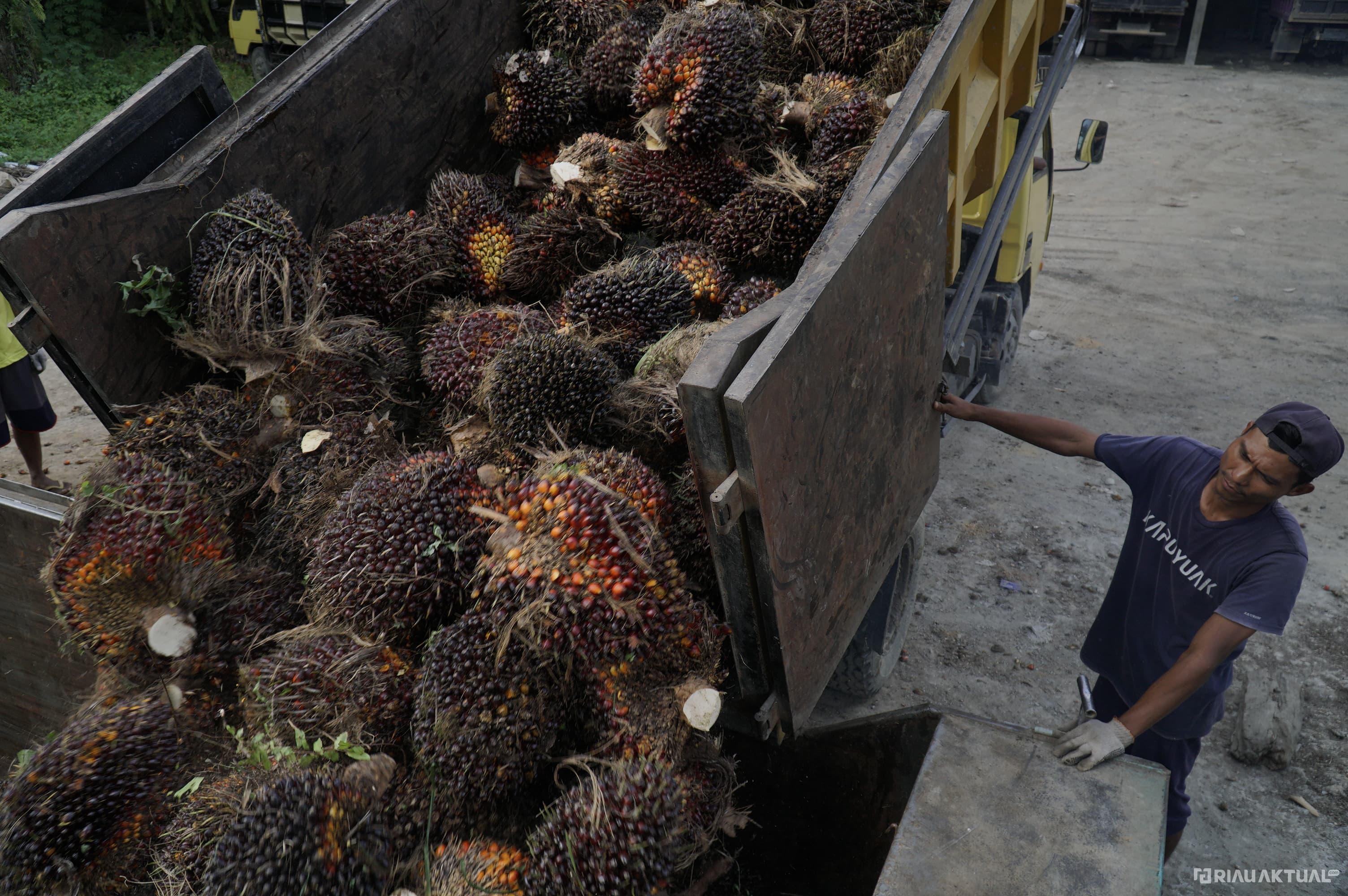 Harga TBS Sawit Mitra Swadaya Riau Turun 0,63 Persen di Awal Juli