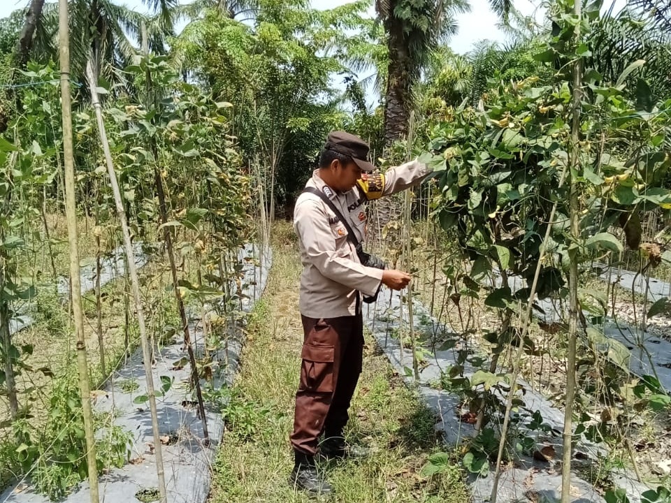 Dukung Ketahanan Pangan, Polsek Rimba Melintang Monitoring Lahan Pertanian di Rohil