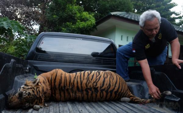 Menguak Harga Jual Harimau yang Dijerat Mati Pemburu di Hutan Leuser