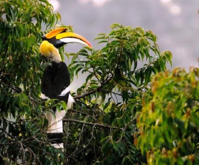 KSDA Riau Tangkap Pembawa Paruh Burung Dilindungi