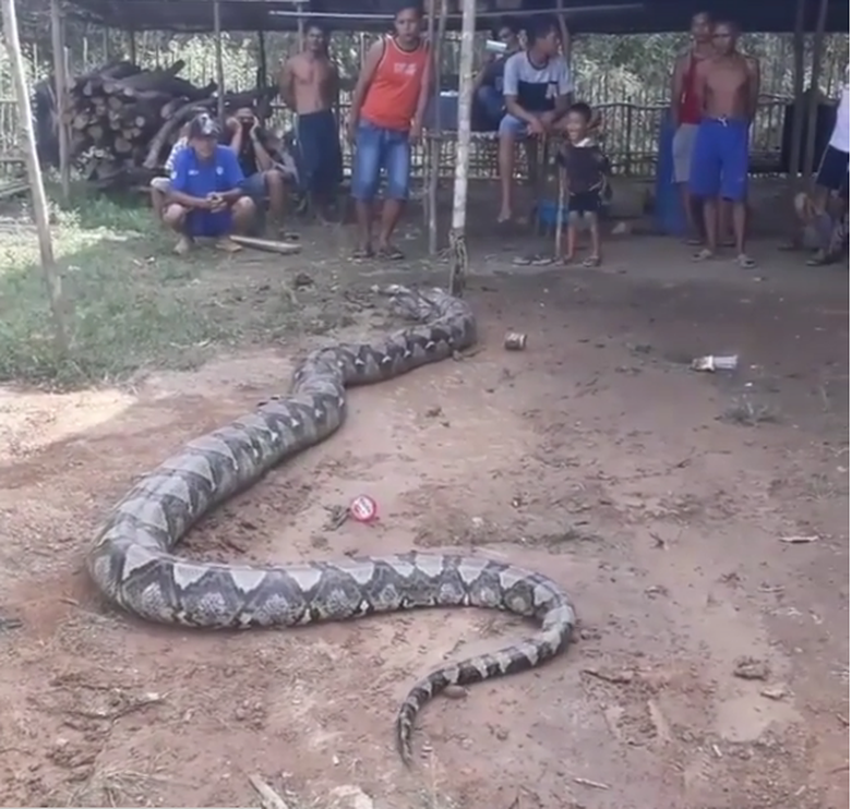 Hiii.. Piton Raksasa yang Ditangkap di Sumsel Lepas!