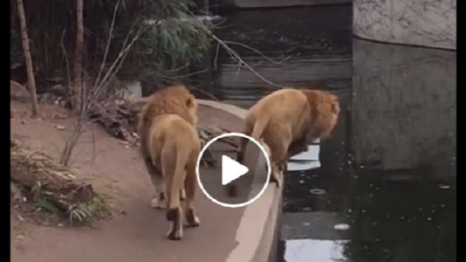 Detik-detik Singa Jantan Besar 'Oleng' dan Tercebur ke Kolam