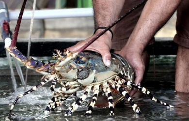 Vietnam Belajar Lobster, Padi dan Patin dari RI, Kini Terbaik di Asia Tenggara