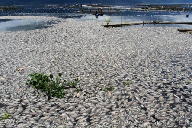 Ribuan ikan mati di Sungai Batang Alin Sumbar