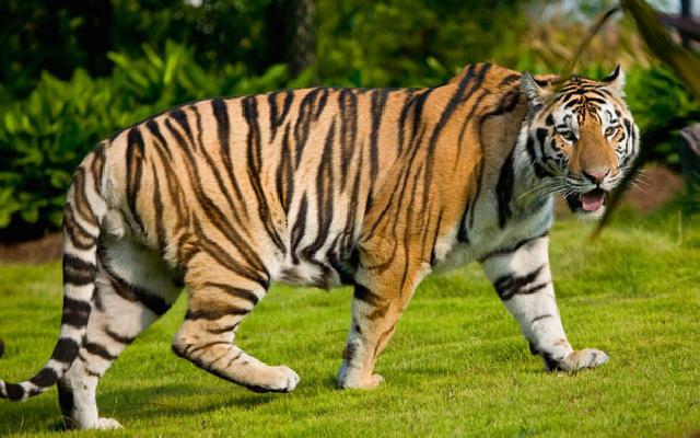 Parah, Populasi harimau di hutan Bengkulu tinggal 17 ekor